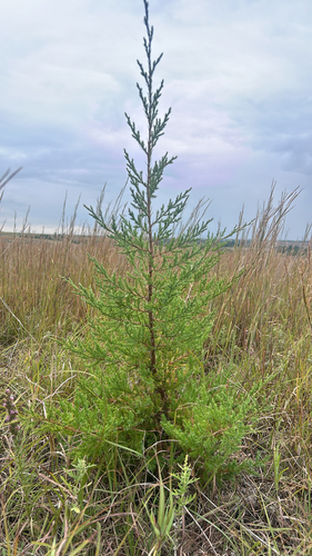 eastern redcedar