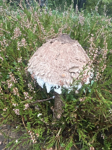 Parasol