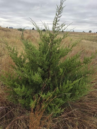 eastern redcedar