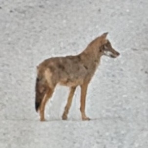 Coyote