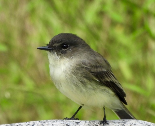 Eastern Phoebe
