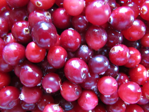 bog cranberry