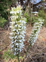 Platanthera elegans