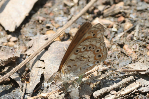 Brown Tree Nymph