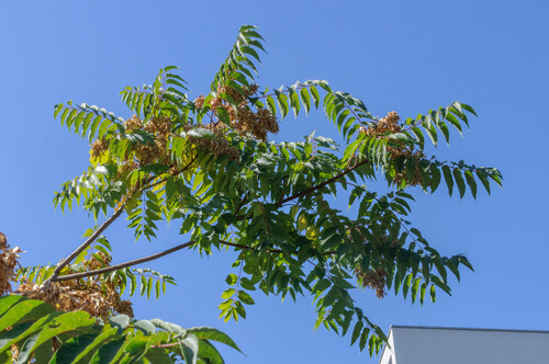 tree-of-heaven