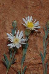 Minuria cunninghamii