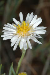 Minuria cunninghamii