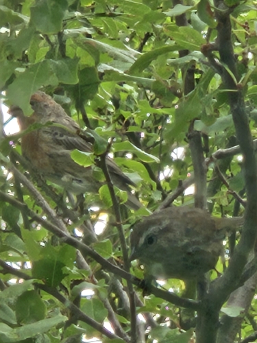 House Finch