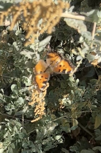 California Tortoiseshell