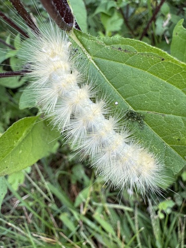 Virginian Tiger Moth