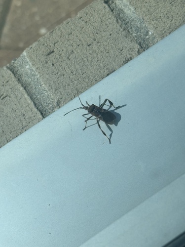 Western Conifer Seed Bug