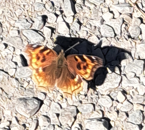 Compton Tortoiseshell