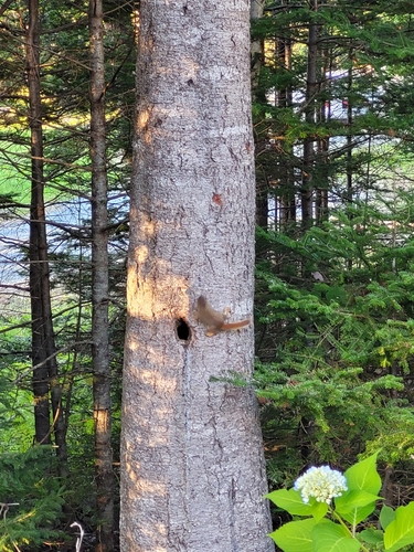 American Red Squirrel