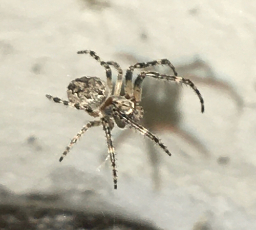 Larinioides ixobolus