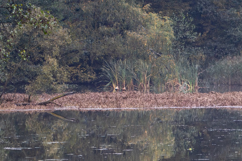 Ruddy Shelduck