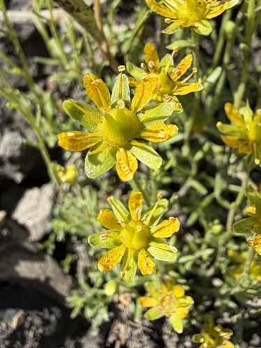 Saxifraga aizoides, photograph 3