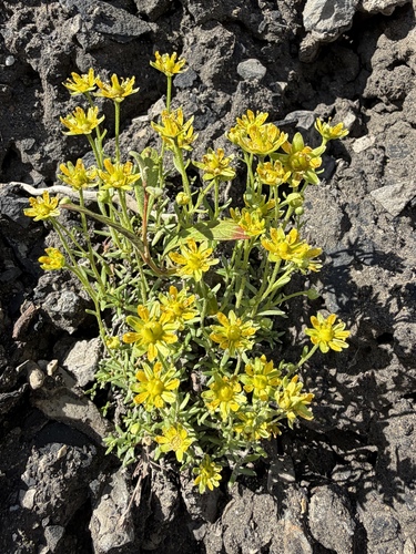 Saxifraga aizoides, photograph 4