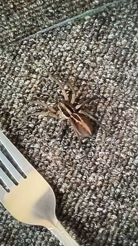 McCook's Split Wolf Spider