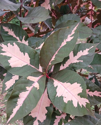 Graptophyllum pictum observed 2026-09-22