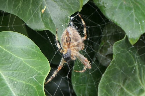 Cross Orbweaver