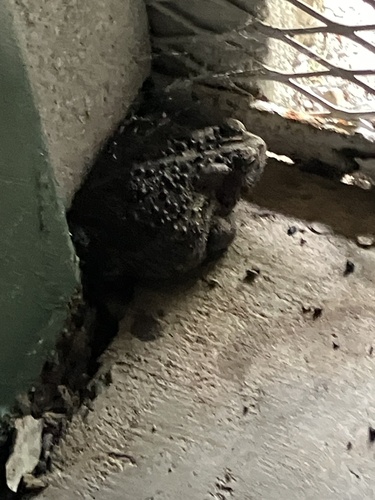 American Toad
