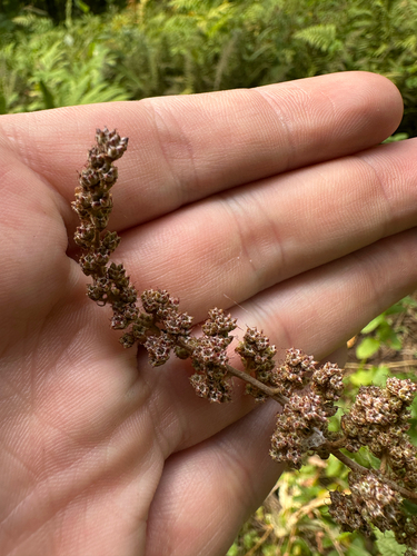 Spiraea tomentosa, photograph 2