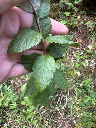 Spiraea tomentosa, photograph 3