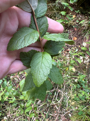 Spiraea tomentosa, photograph author not stated, no rights reserved