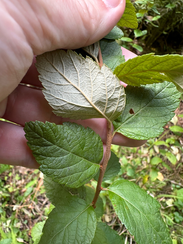 Spiraea tomentosa, photograph 4