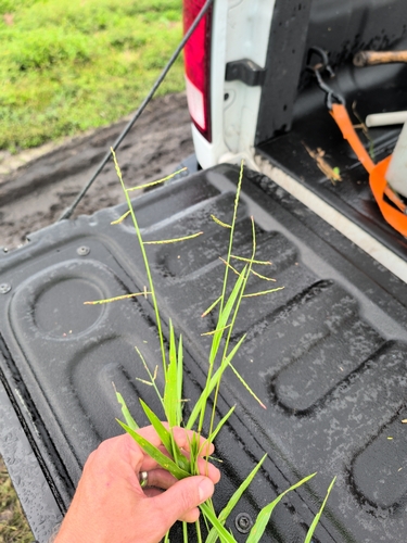 Urochloa subquadripara observed 2026-09-23