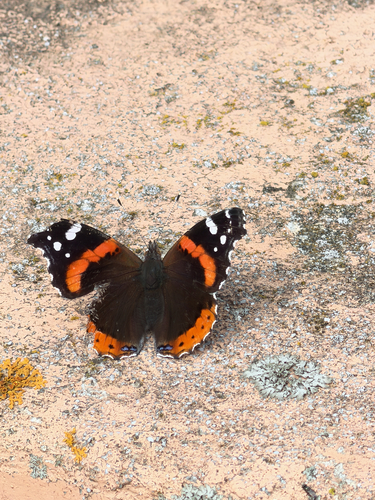 Red Admiral