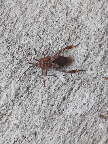 Western Conifer Seed Bug