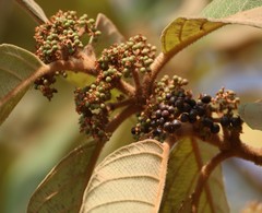 Callicarpa tomentosa