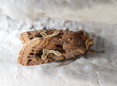 Cerastis enigmatica