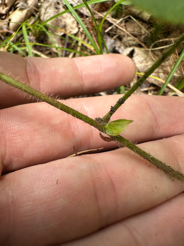 Desmodium rotundifolium, photograph 6