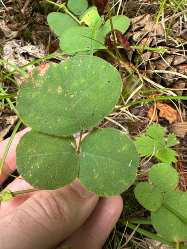 Desmodium rotundifolium, photograph 4