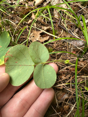 Desmodium rotundifolium, photograph author not stated, no rights reserved