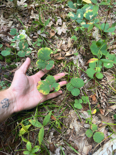 Desmodium rotundifolium, photograph 3