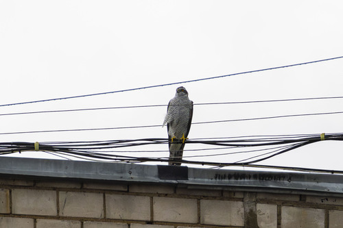 Eurasian Goshawk
