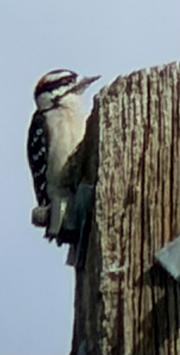 Downy Woodpecker