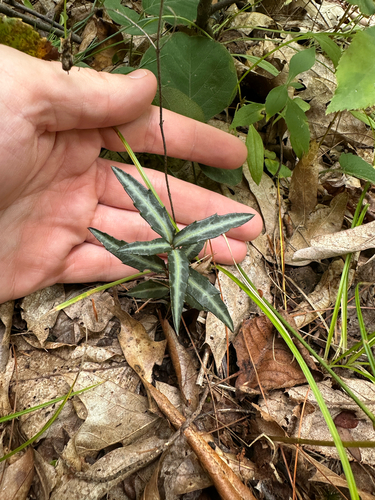 Chimaphila maculata, photograph 3