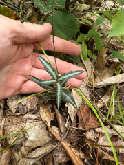 author not stated, no rights reserved Chimaphila maculata, photograph author not stated, no rights reserved