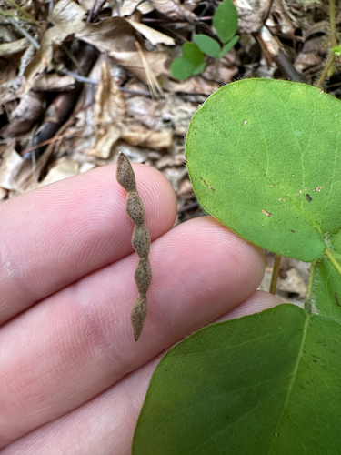 Desmodium rotundifolium, photograph 2