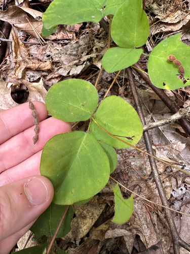 Desmodium rotundifolium