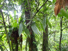 Lithocarpus brevicaudatus