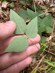 author not stated, no rights reserved Amphicarpaea bracteata, photograph author not stated, no rights reserved