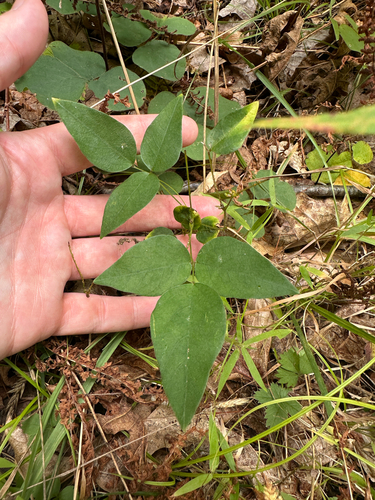 Amphicarpaea bracteata, photograph 4