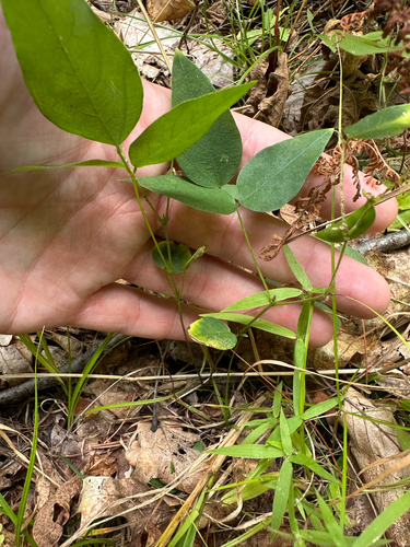 Amphicarpaea bracteata, photograph 6