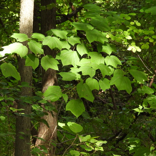 striped maple