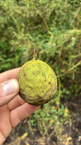 eastern black walnut